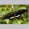 Papilio polytes - Suedostasien-Indien - emmen-nl m01.jpg